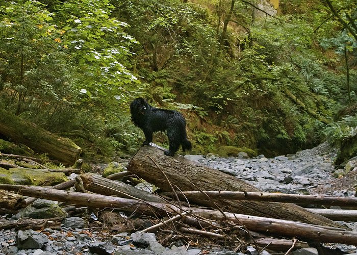 Goldstream Provincial Park British Columbia | Back Alley Soapbox photo