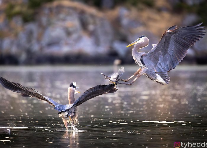 Esquimalt Lagoon Migratory Bird Sanctuary Herons Putting On A Show At The Esquimalt Lagoon Migratory Bird ... photo