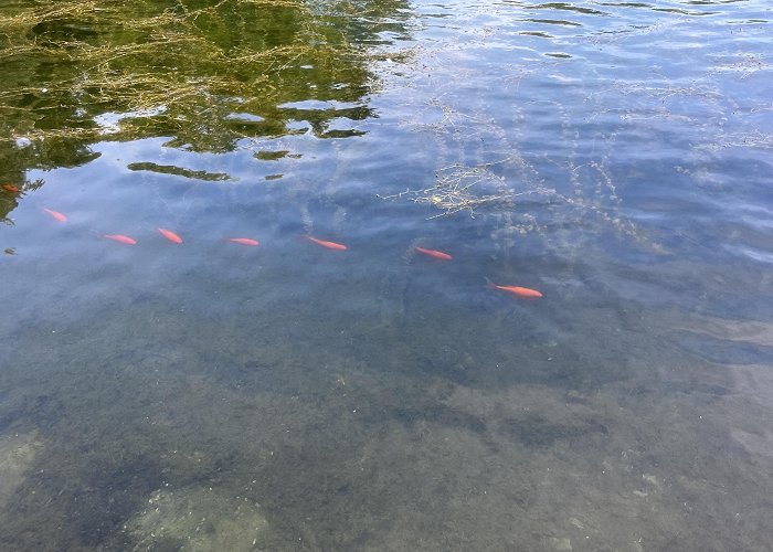 Beaver Lake What happens to the fish in Beaver Lake during the winter? : r ... photo