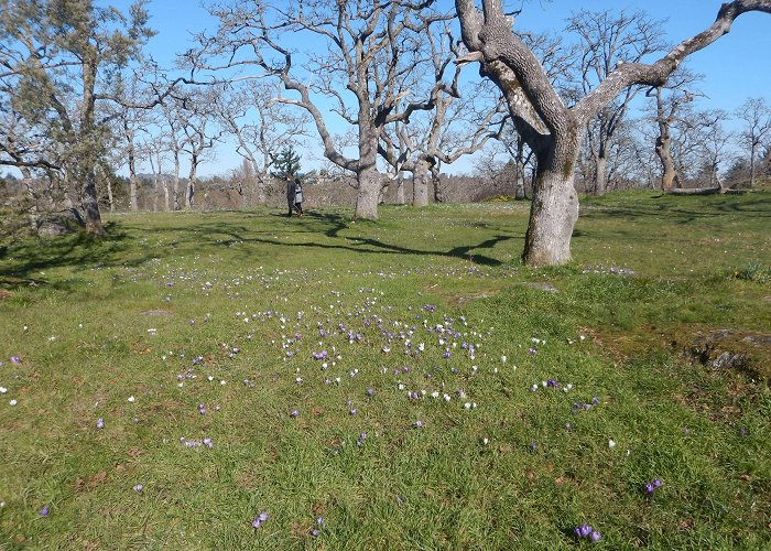 Summit Park Summit Park Crocus Meadow | Garden Variety Life photo