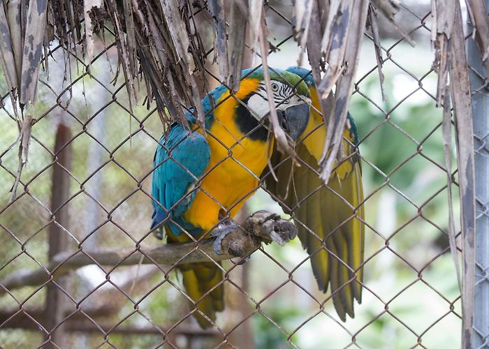 Fortaleza Zoo Zoológico de Fortaleza: saiba horário, valores e onde fica - Ceará ... photo