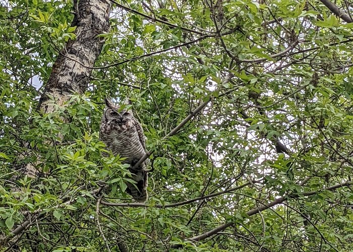 Mill Creek Ravine Owl in Mill Creek Ravine, Edmonton : r/Superbowl photo