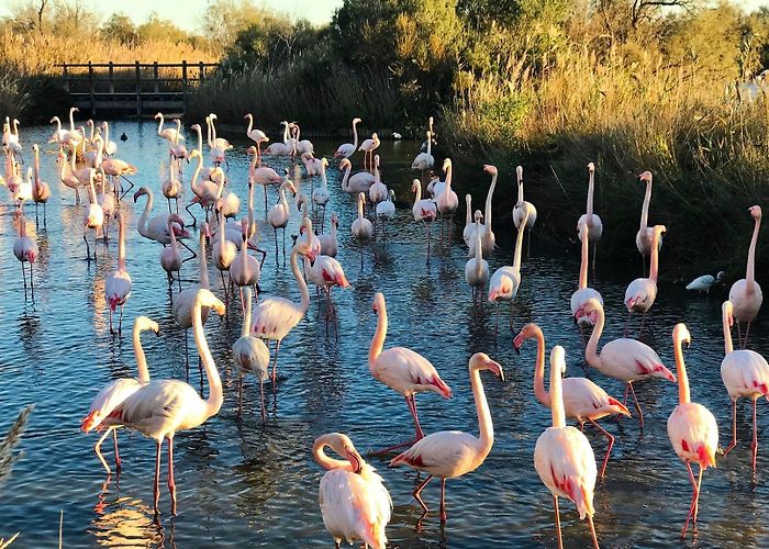 Le Camargue Visit Saintes-Maries-de-la-Mer: 2024 Travel Guide for Saintes ... photo