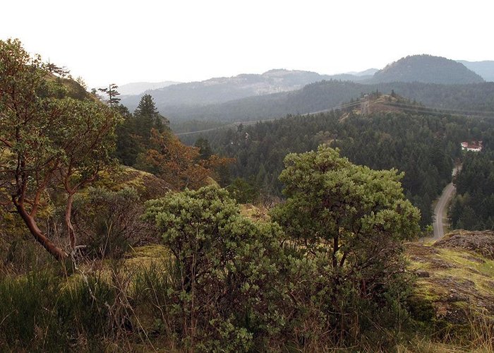 Lone Tree Hill Lone Tree Hill Regional Park - Tourism Victoria photo