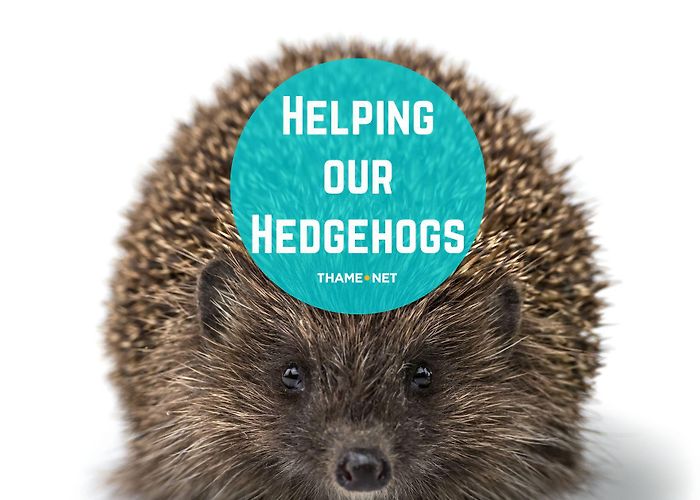 St Tiggywinkles Wildlife Centre Helping our Hedgehogs - Discover Thame - Thame.net photo