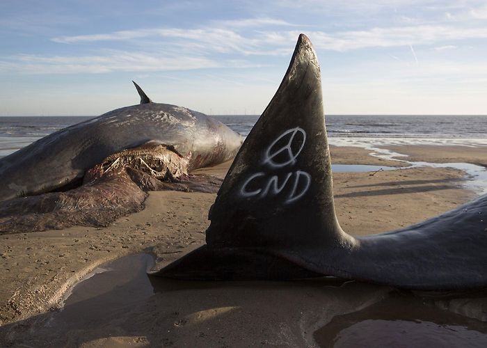 Skegness Beach Skegness whales: 'CND' graffiti daubed on body of mammal washed up ... photo
