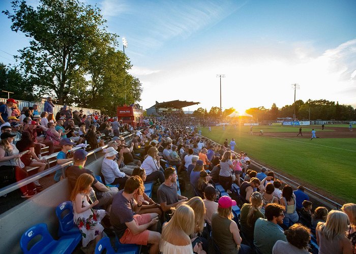 Royal Athletic Park Victoria HarbourCats - HarbourCats Sink Teeth Into Falcons For ... photo