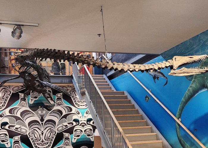 Courtenay District Museum Paleontology Centre Long-necked elasmosaur officially adopted as B.C.'s fossil emblem ... photo