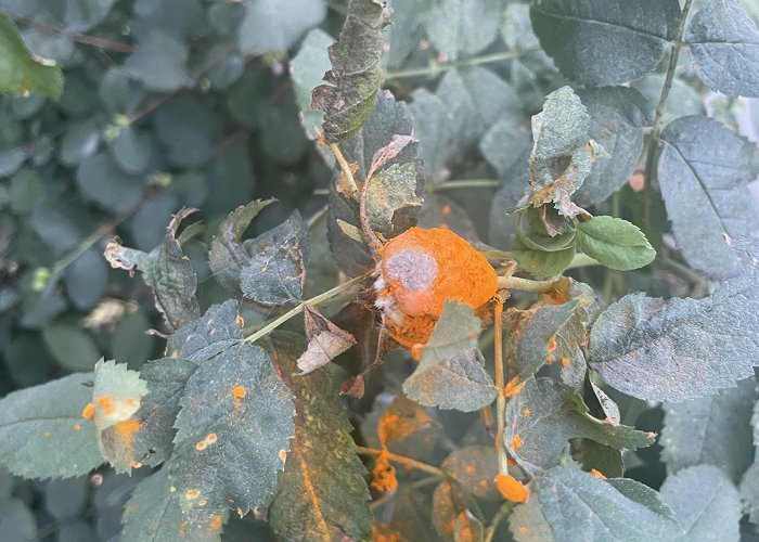 Saxe Point Park Biologists of Victoria: What is this orange powdery stuff in Saxe ... photo