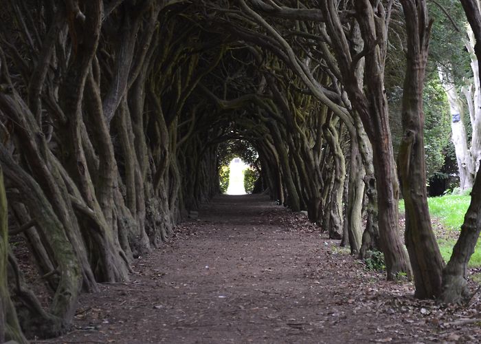 Gormanstown Castle Tree Hunters | Find. Document. climb. photo