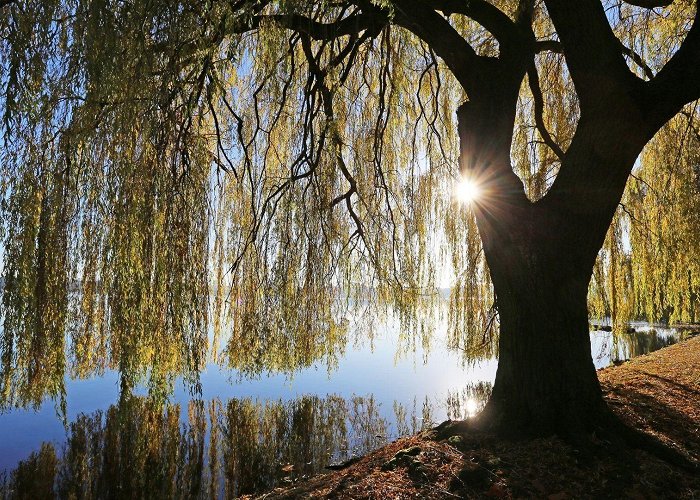 Parc Des Saules Saule pleureur en bande riveraine - parc à Laval - Arboplus photo