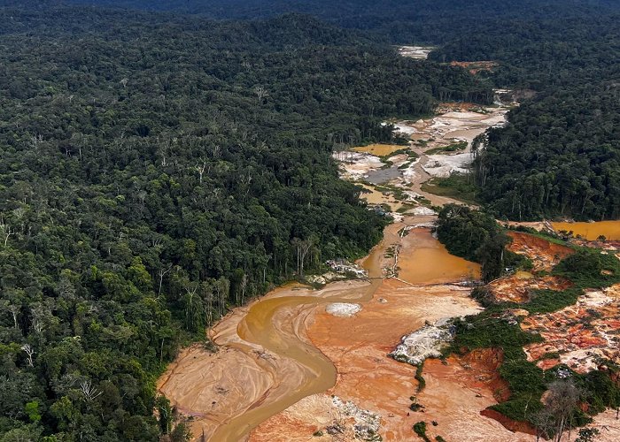 Temperate Rainforest Field Study Centre Brazil cracks down on illegal miners in Amazon's Indigenous land ... photo