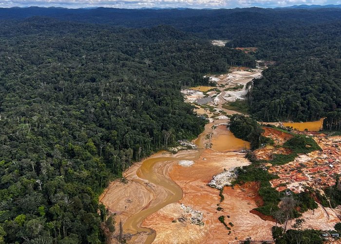 Temperate Rainforest Field Study Centre Brazil cracks down on illegal miners in Amazon's Indigenous land ... photo