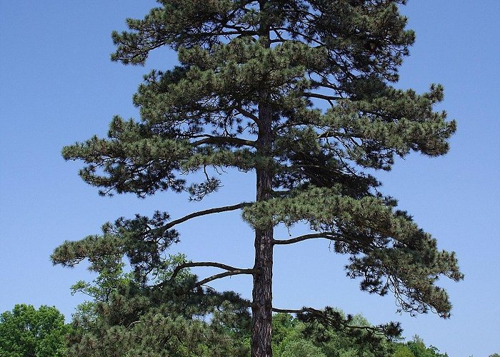 Dwarf Mountain Pinus nigra - Wikipedia photo