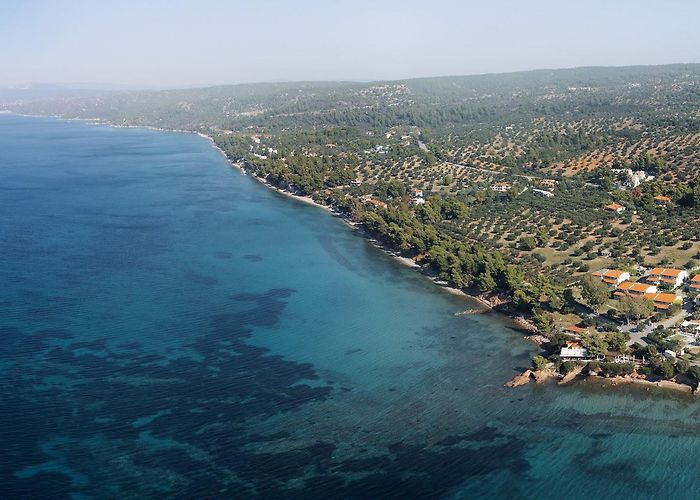 Elia Nikitis photo