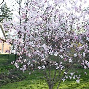 Cayuga Carrousel Bed & Breakfast Bed & Breakfast Exterior photo