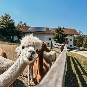 AmerangFerienhof Petermuehle Urlaub Mit Alpakasアパートメント Exterior photo