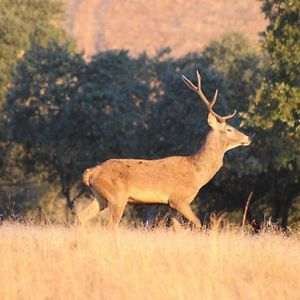 カステロ・ブランコ Monte Barata Wildlife Tourismヴィラ Exterior photo