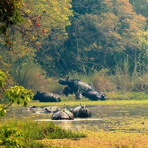 Chitwan Gaida Lodge - Animal Lovers & Birdwatchers Paradise ソーラハ Exterior photo