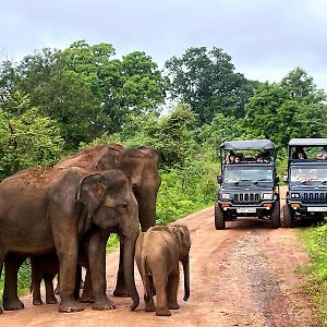 ホテル Elephant Haven ウダワラウェ Exterior photo