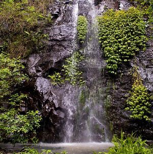 Nimbin Waterfall Retreatヴィラ Exterior photo